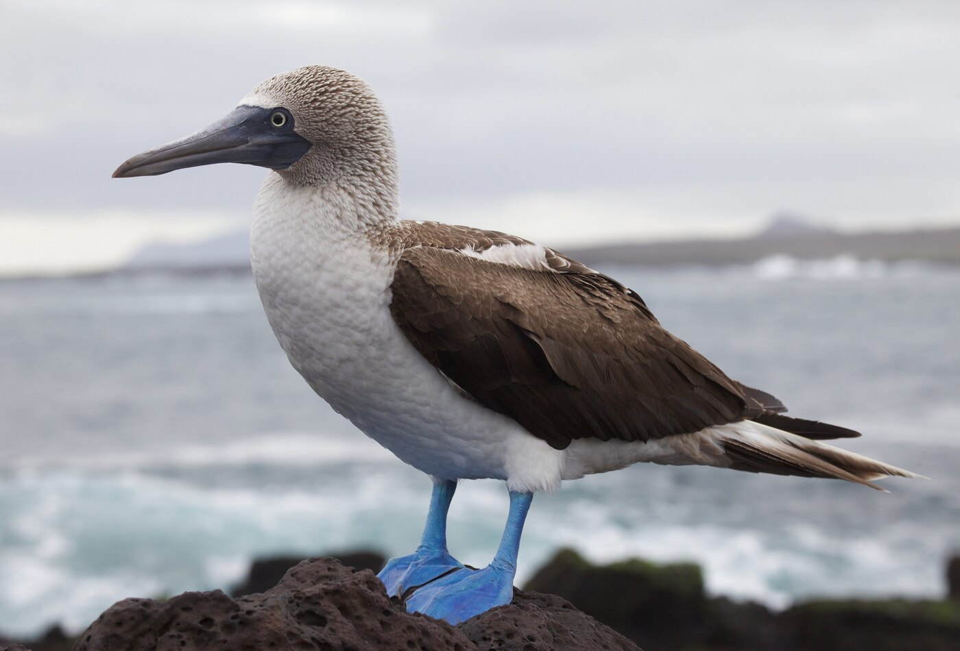Santa Cruz Galapagos blue footed booby