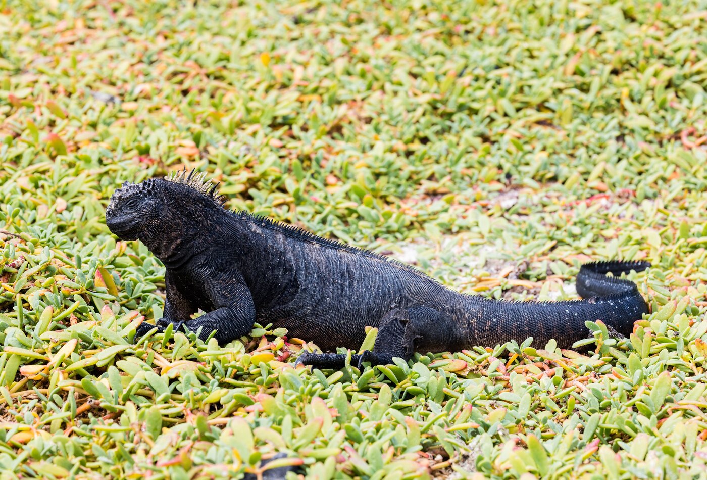 Galapagos island hopping and marine iguana