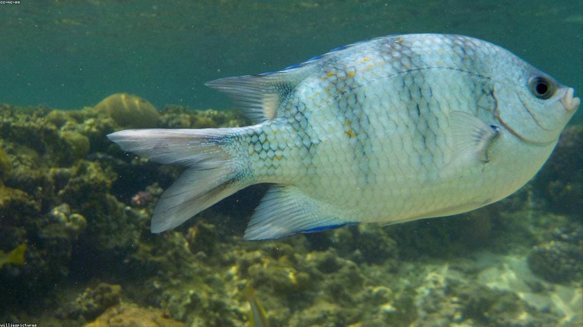 Красное море: Orange Bay и Giftun Islands