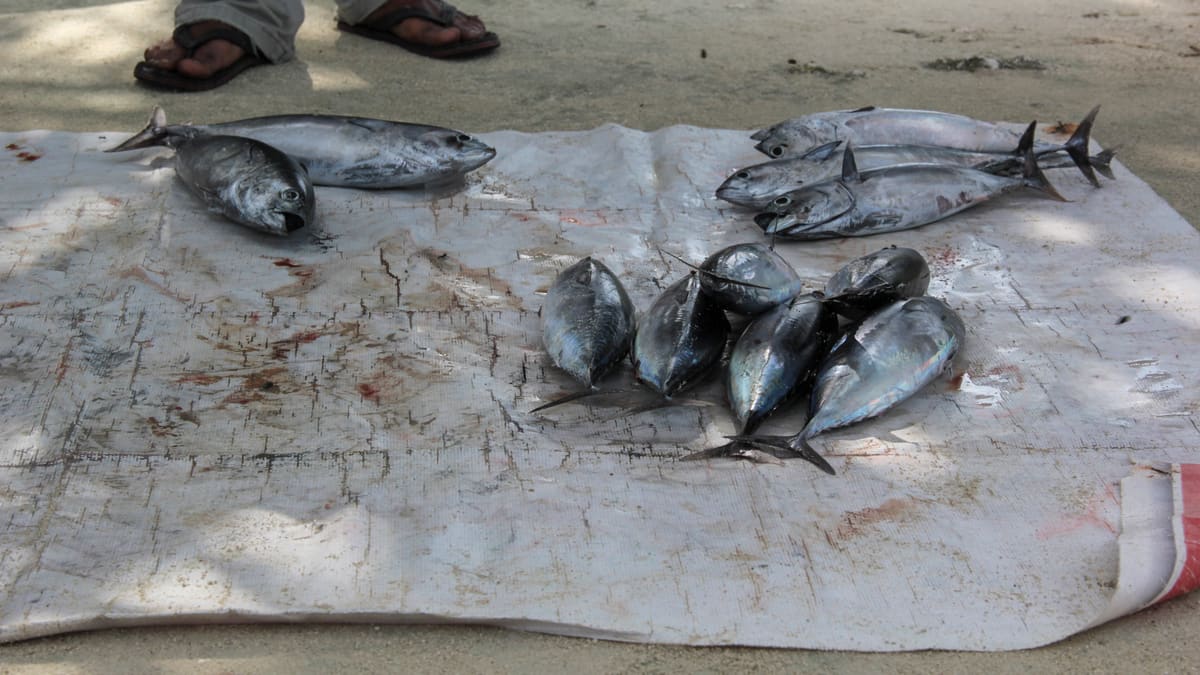 Вся страна: Thulusdhoo, Dhiffushi, Huraa и Himmafushi