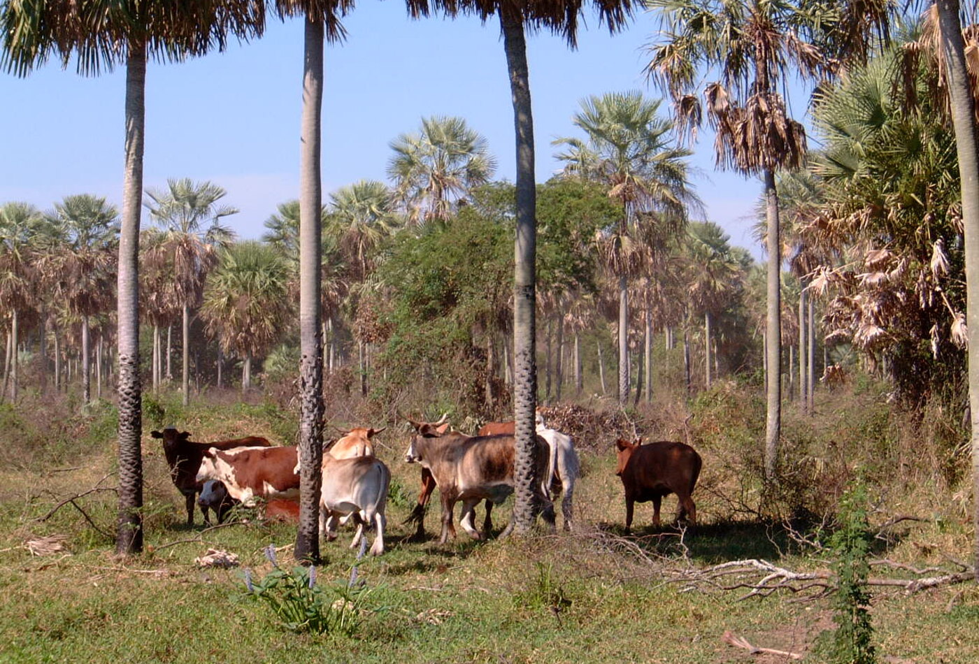 Gran Chaco Paraguay